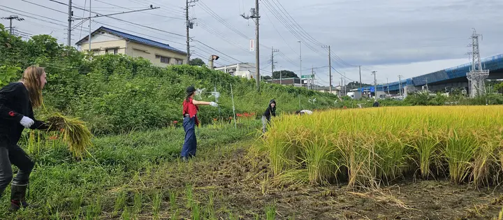 🌾 Inekari in the South of Tokyo: A Taste of Rural Japan